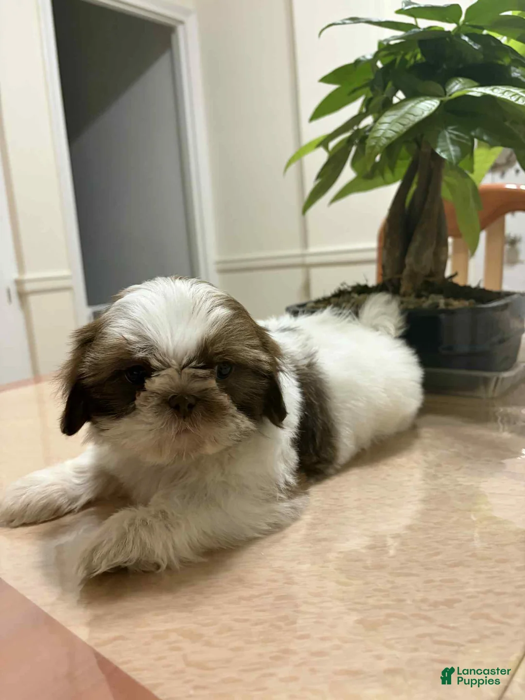 Shih Tzu dogs for sale: El - Ad 1