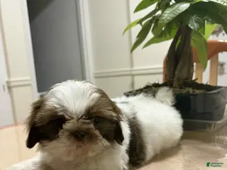 Shih Tzu dogs El - Ad 19