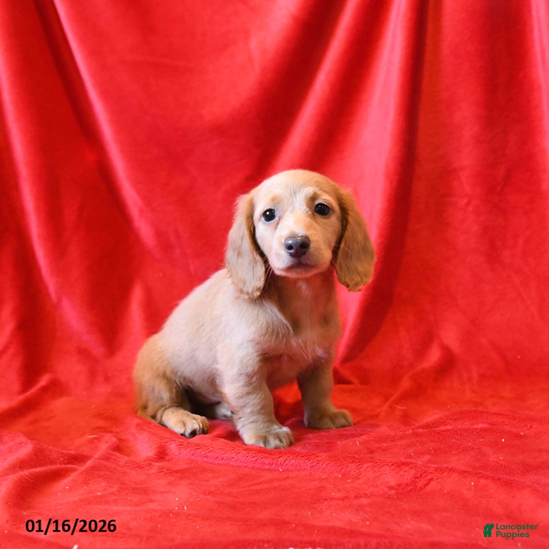 Miniature Dachshund dogs for sale: Dylan - Ad 1