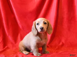 Miniature Dachshund dogs Dylan - Ad 42