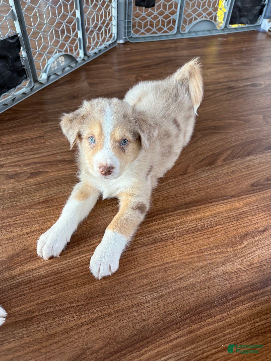 Mixed Breed dogs for sale: Rusty - Ad 2