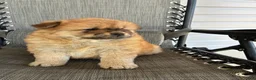 Chow Chow dogs for sale: Lila - Ad 3