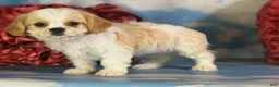 Cavapoo dogs for sale: Queso - Ad 3