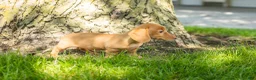 Miniature Dachshund dogs for sale: Bella  - Ad 6