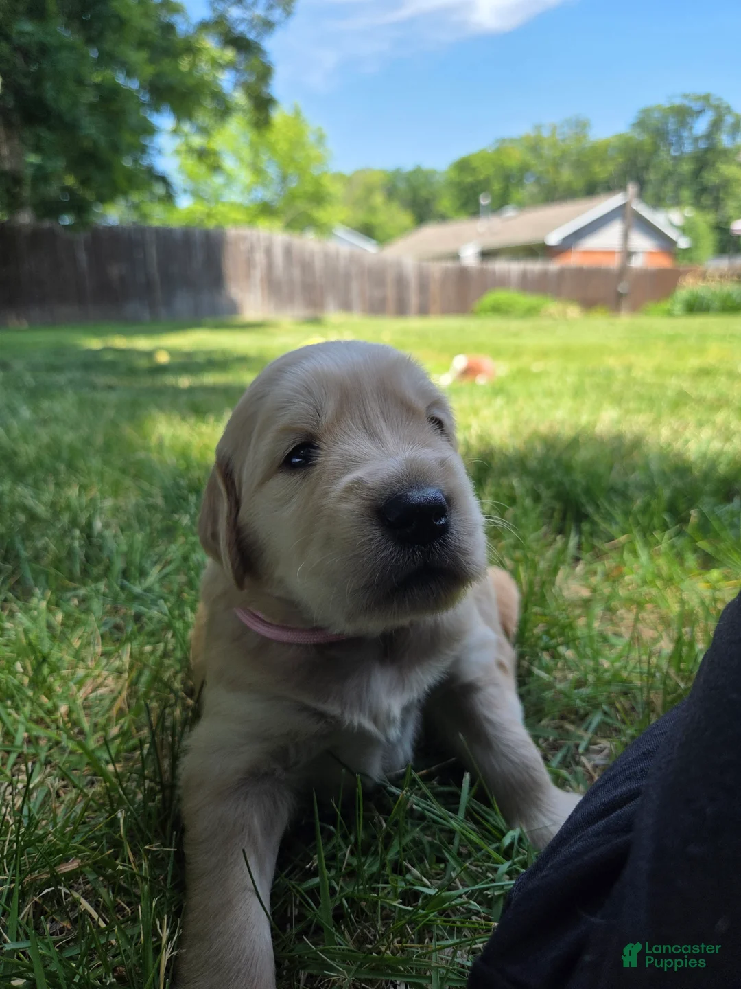 Golden Retriever dogs for sale: Golden Retriever Puppy Ms. Pink Lady - Ad 2