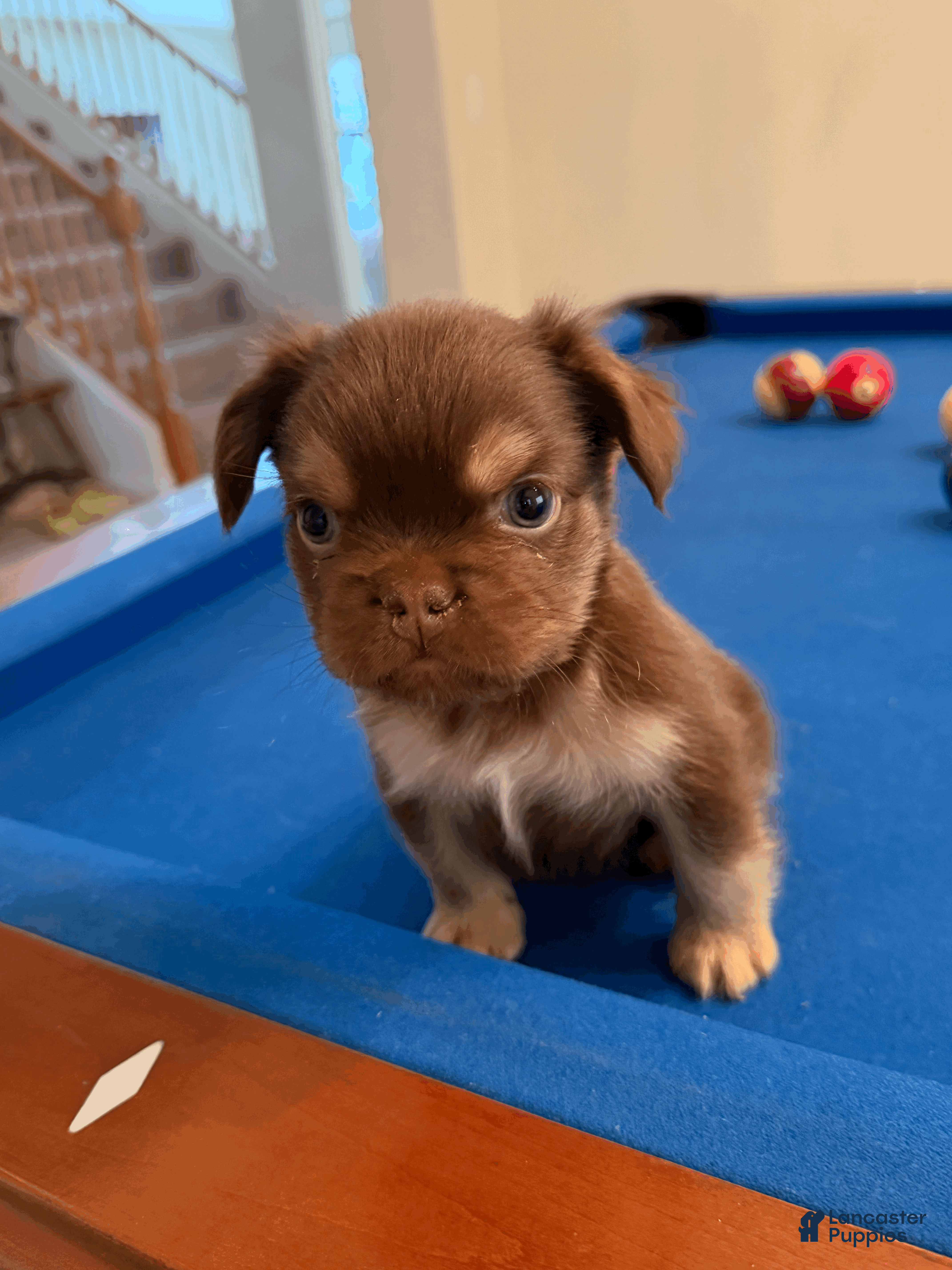 French Bulldog dogs French Bulldog Puppy 2 - Ad 26