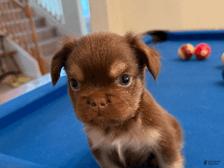 French Bulldog dogs French Bulldog Puppy 2 - Ad 39