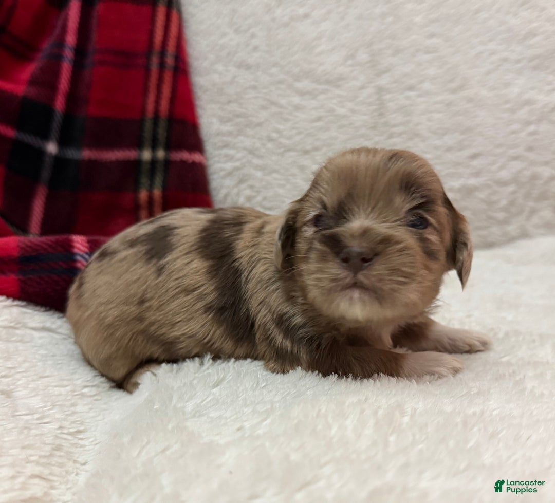 Shihpoo dogs for sale: Luna - Ad 19