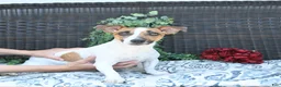 Jack Russell Terrier dogs for sale: Frances - Ad 6