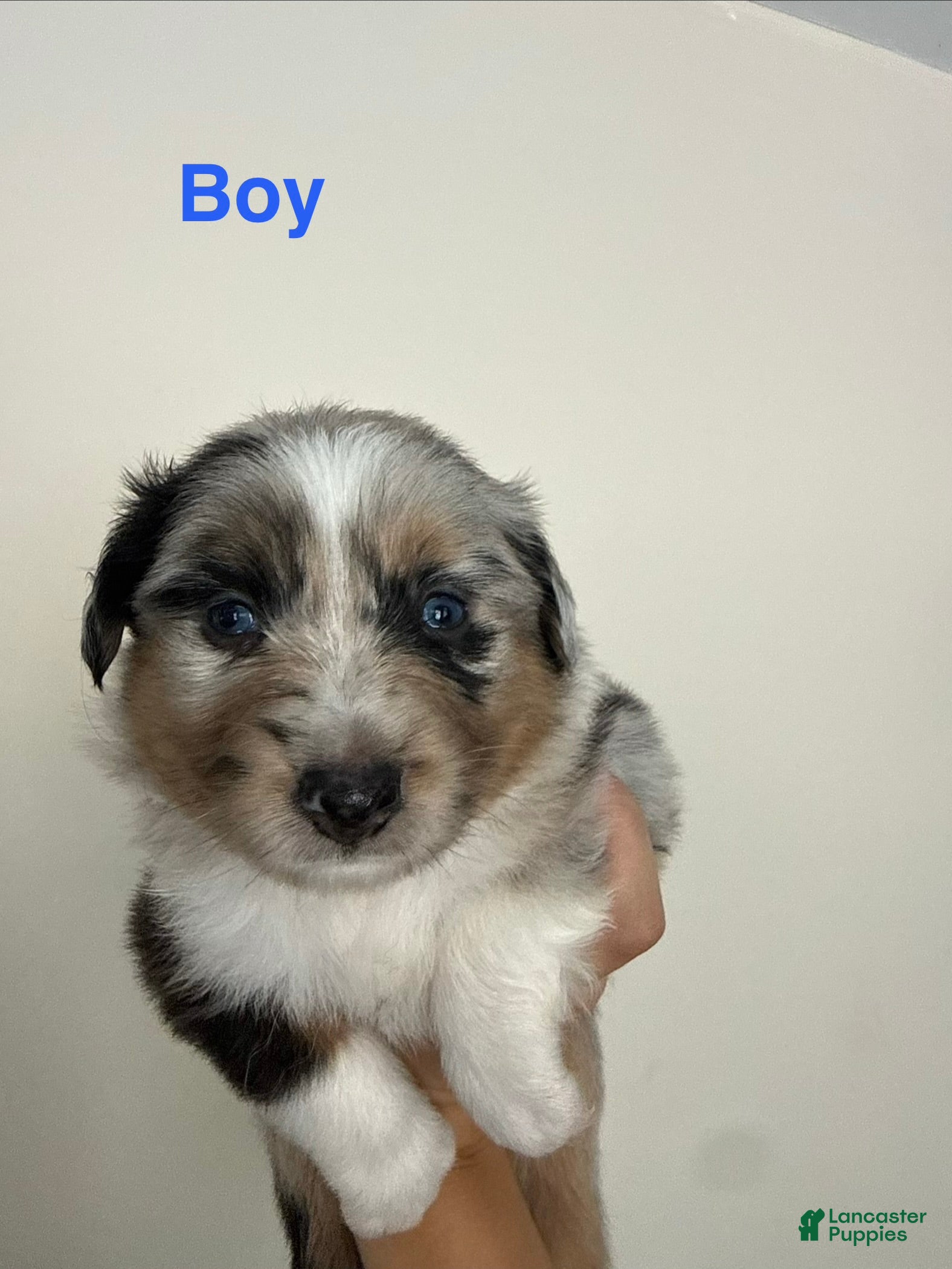 Australian Shepherd dogs Australian Shepherd 2 - Ad 20