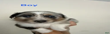 Australian Shepherd 2