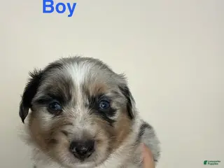 Australian Shepherd dogs Australian Shepherd 2 - Ad 20