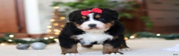 Bernese Mountain Dog dogs for sale: Princess Star - Ad 2