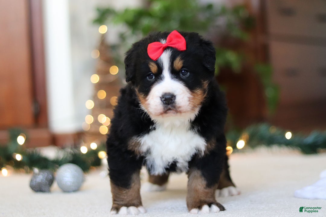 Bernese Mountain Dog dogs for sale: Princess Star - Ad 2