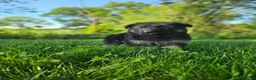 German Shepherd dogs for sale: Teddy - Ad 1