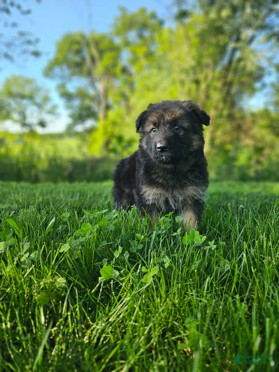 German Shepherd dogs for sale: Teddy - Ad 1
