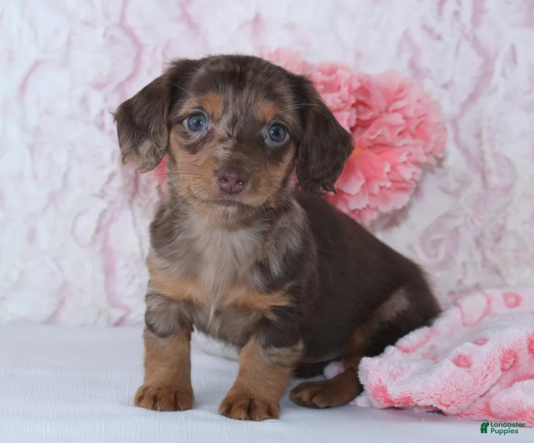 Miniature Dachshund dogs for sale: Becca - Ad 3