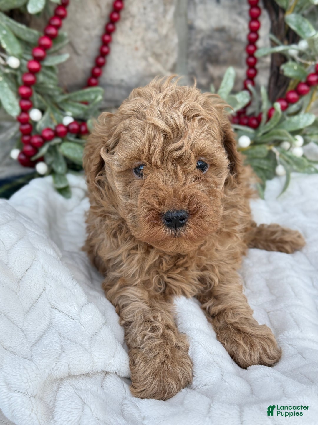 Toy Poodle dogs for sale: Trotter - Ad 14
