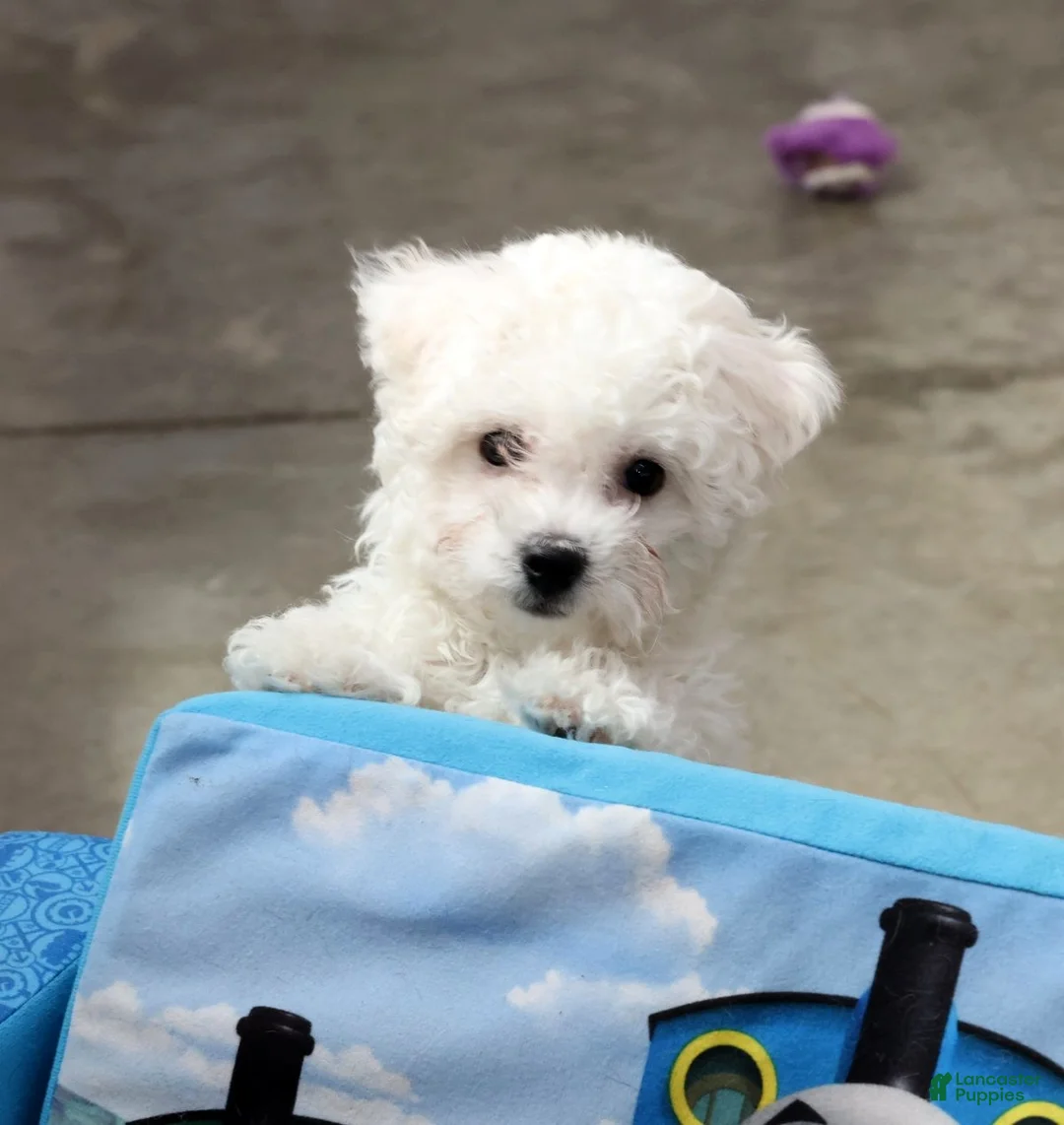 Bichon Frise dogs for sale: Finn - Ad 1