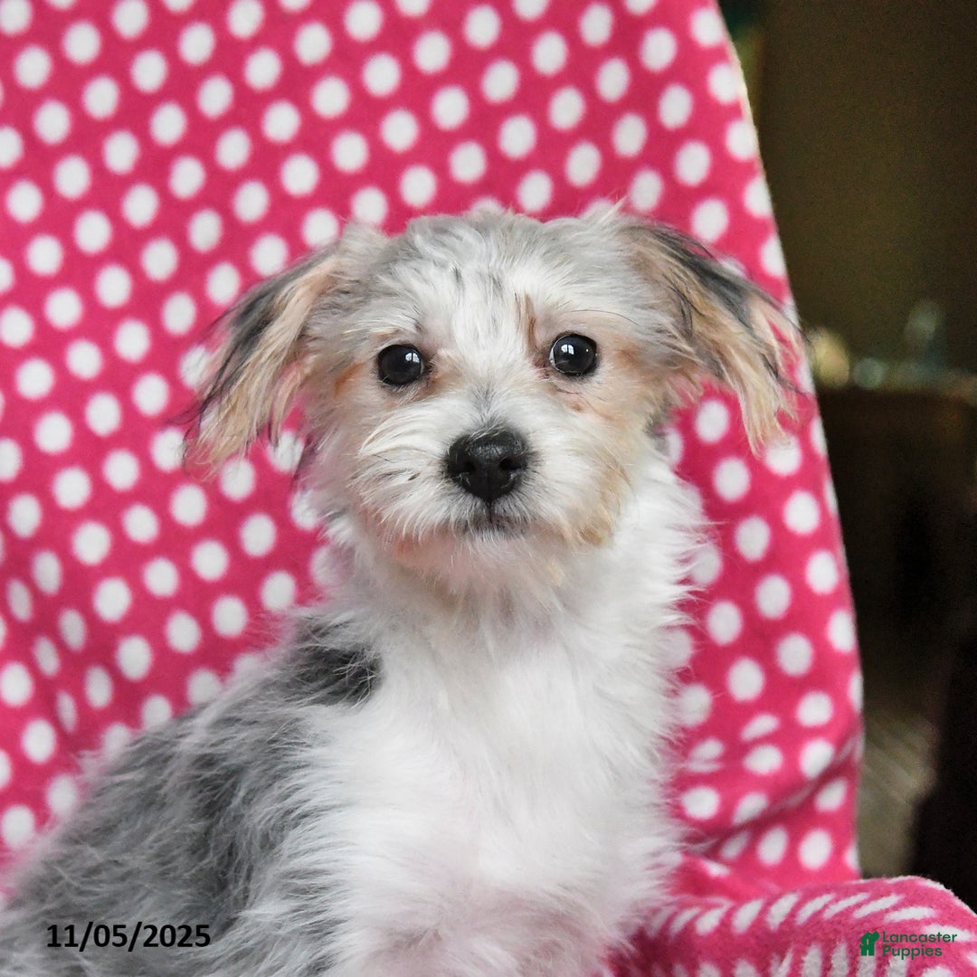 Morkie dogs for sale: Max - Ad 5
