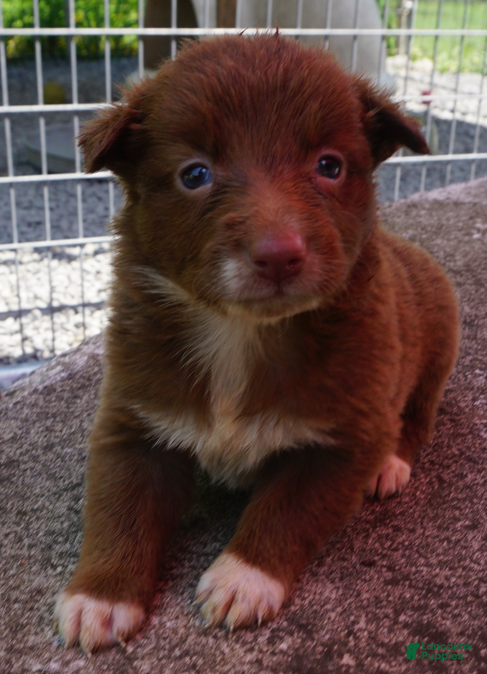 Border Collie dogs MEADOW - Ad 19