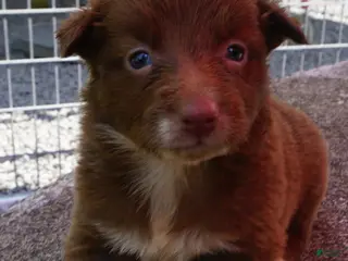 Border Collie dogs MEADOW - Ad 10