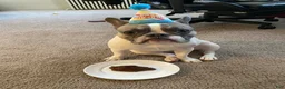 French Bulldog dogs for sale: French Bulldog Puppy 1 - Ad 12