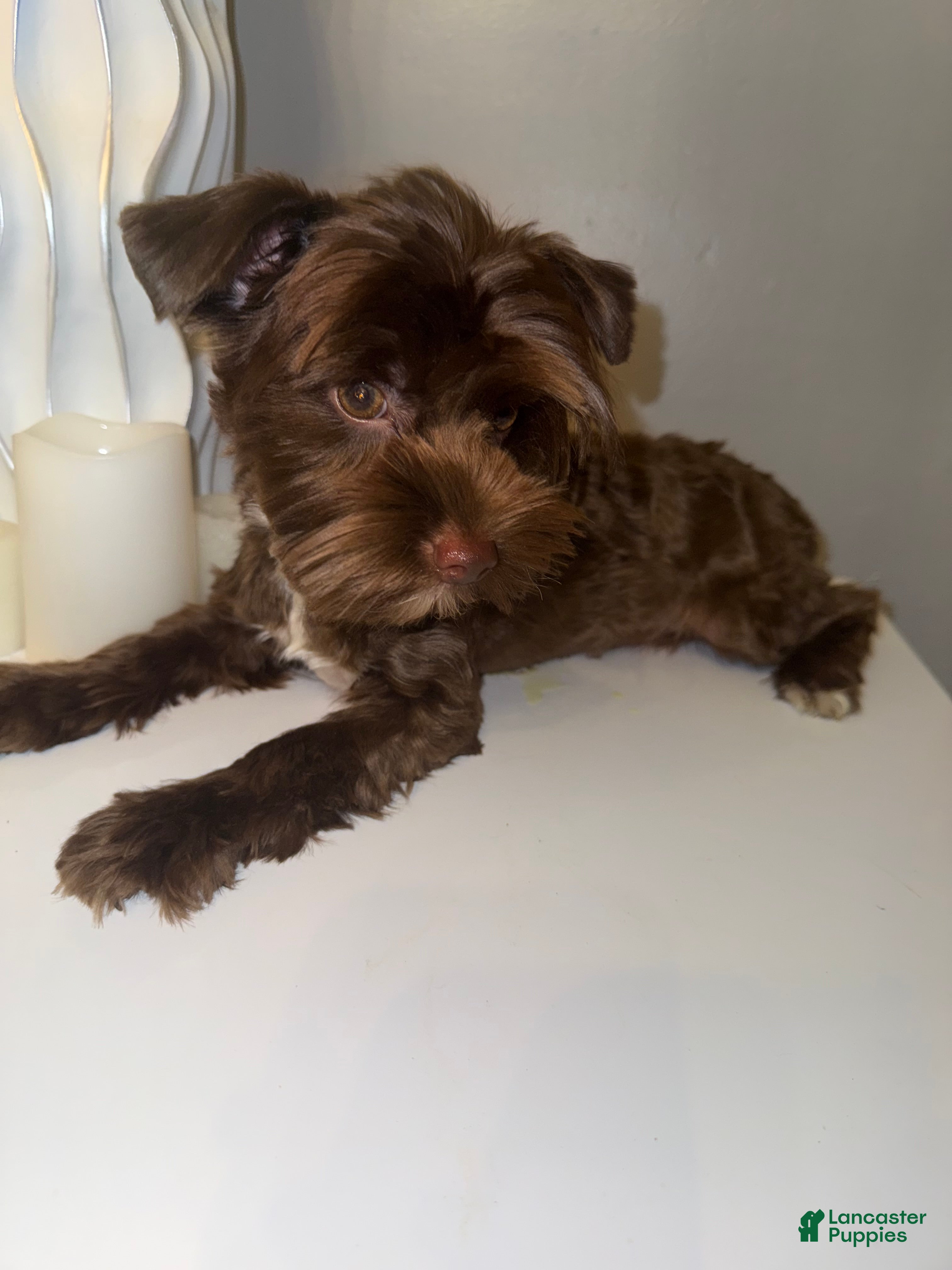 Yorkshire Terrier dogs for sale: Chico - Ad 3