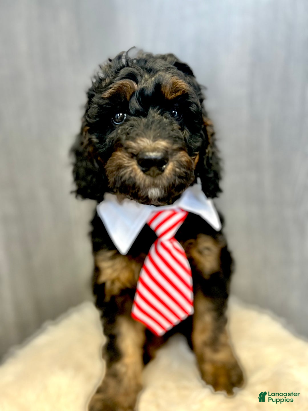 Goldendoodle dogs for sale: Smith - Ad 2