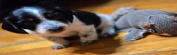 Miniature Dachshund dogs for sale: Miniature Dachshund 4 - Ad 18
