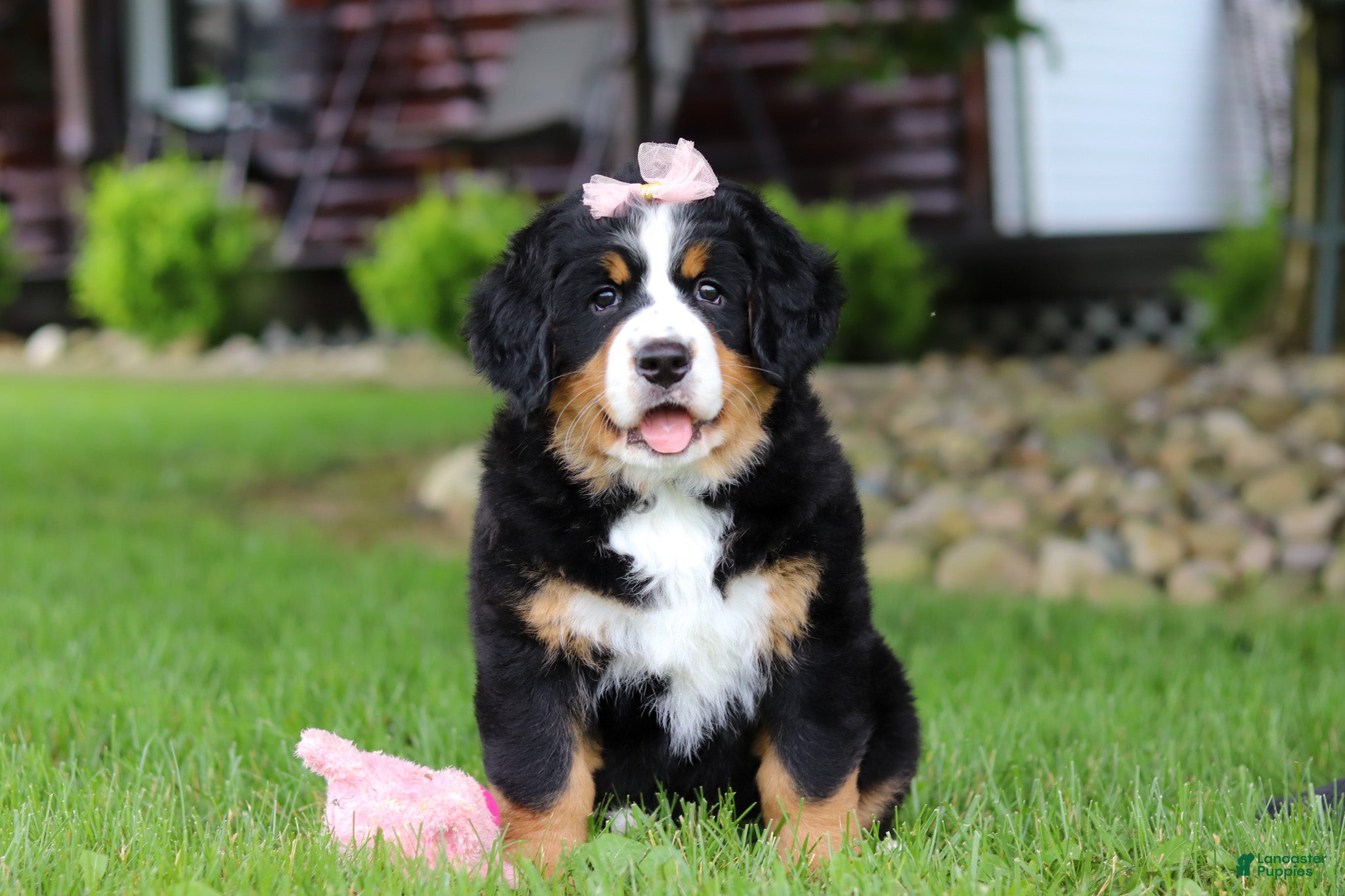Bernese Mountain Dog dogs Sadie - Ad 1