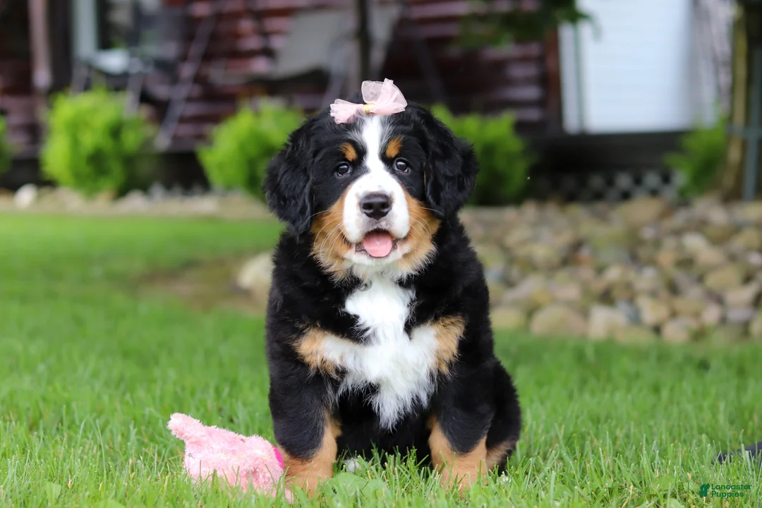 Bernese Mountain Dog dogs for sale: Sadie - Ad 1