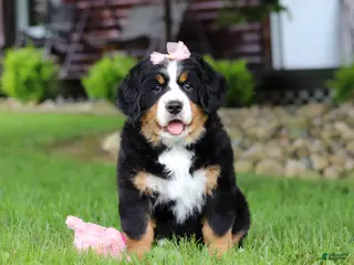 Bernese Mountain Dog dogs for sale: Sadie - Ad 1
