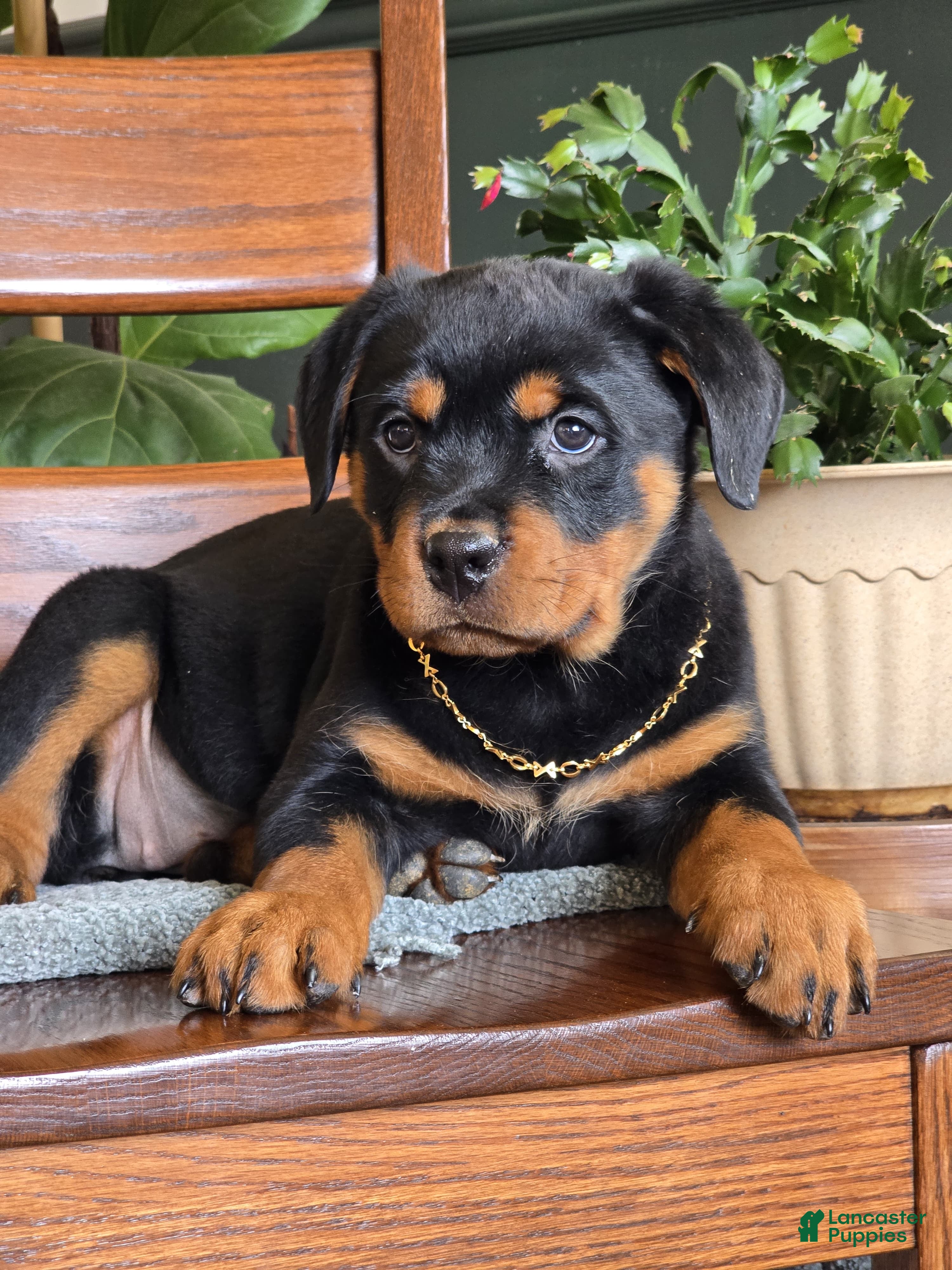 Rottweiler dogs Maple - Ad 1