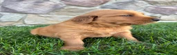 Golden Retriever dogs for sale: Rusty - Ad 4