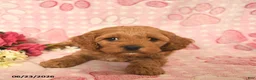 Cockapoo dogs for sale: Jarett  - Ad 3
