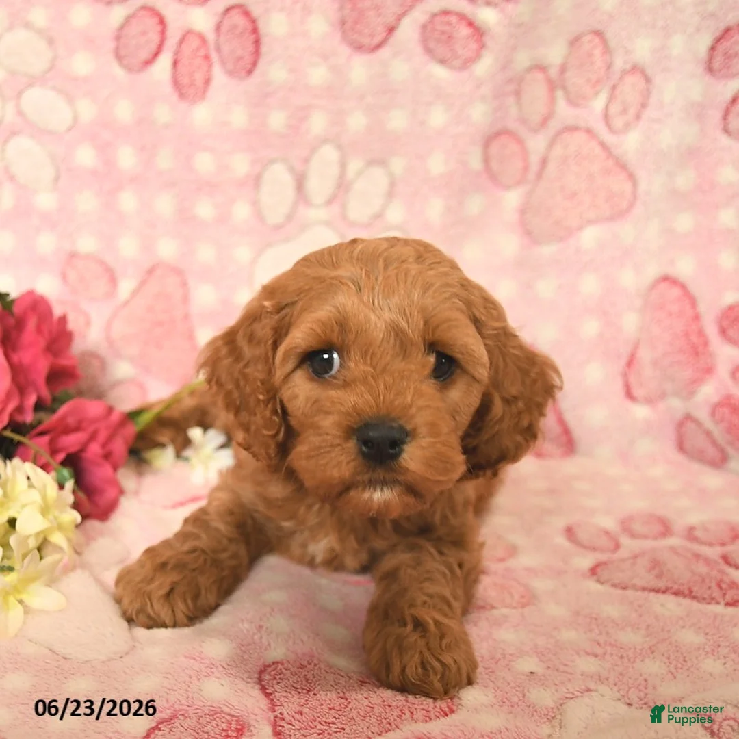 Cockapoo dogs for sale: Jarett  - Ad 3