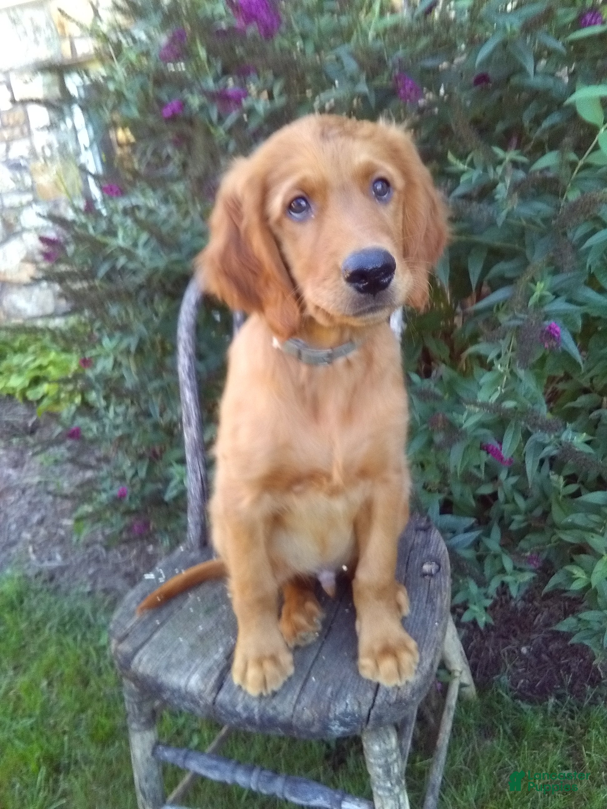 Mixed Breed dogs for sale: Worth - Ad 1
