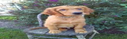 Mixed Breed dogs for sale: Worth - Ad 1