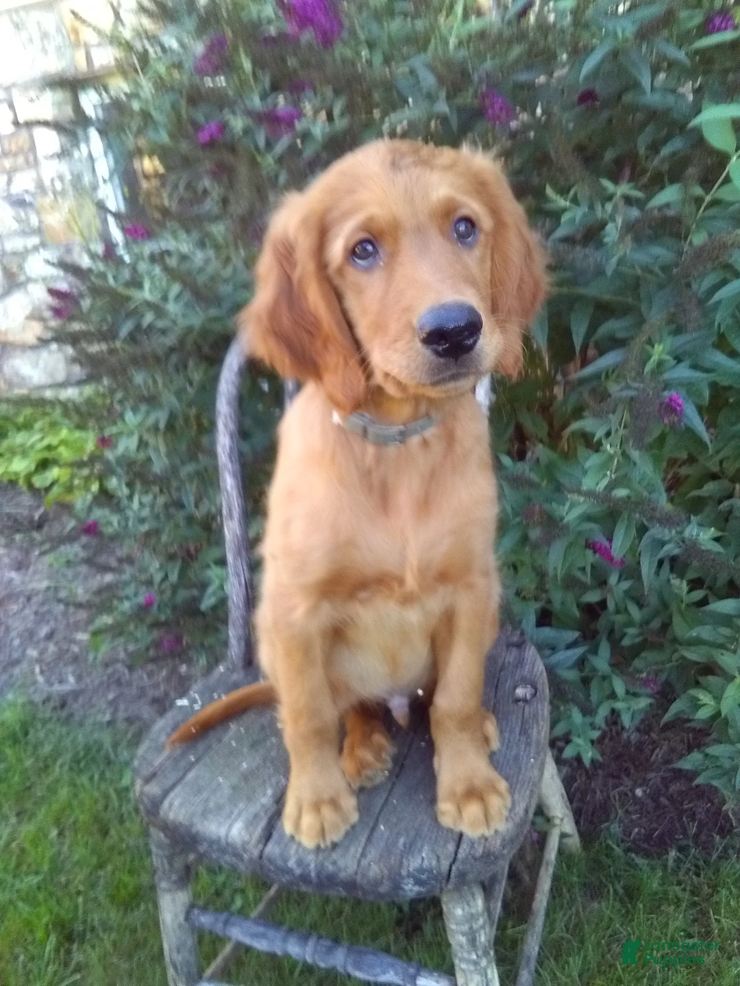 Mixed Breed dogs for sale: Worth - Ad 1