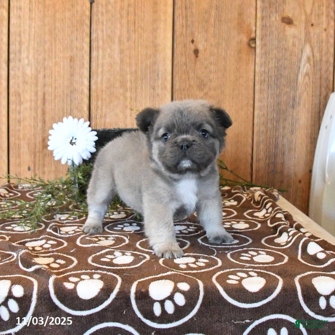 French Bulldog dogs for sale: Bandit - Ad 2