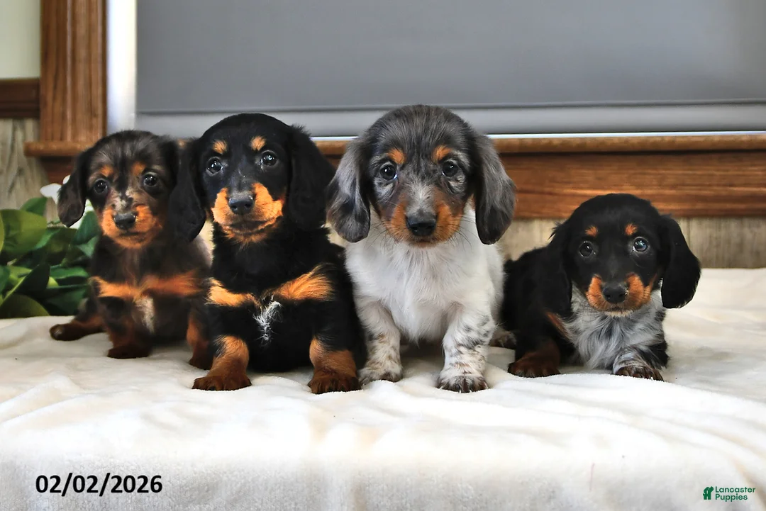 Miniature Dachshund dogs for sale: Basil - Ad 5