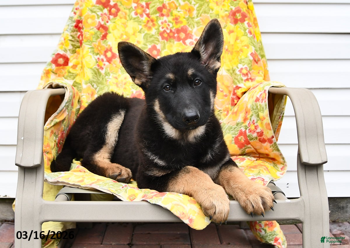 German Shepherd dogs Jasmine - Ad 2