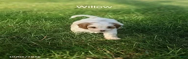 Willow