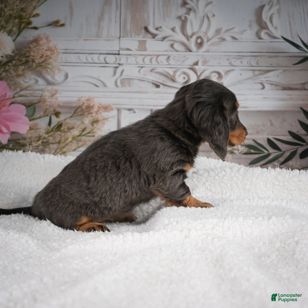 Miniature Dachshund dogs AKC-Gloria - Ad 2
