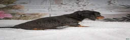 Miniature Dachshund dogs for sale: AKC-Gloria - Ad 2