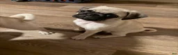 Pug dogs for sale: jessie orange collar - Ad 3