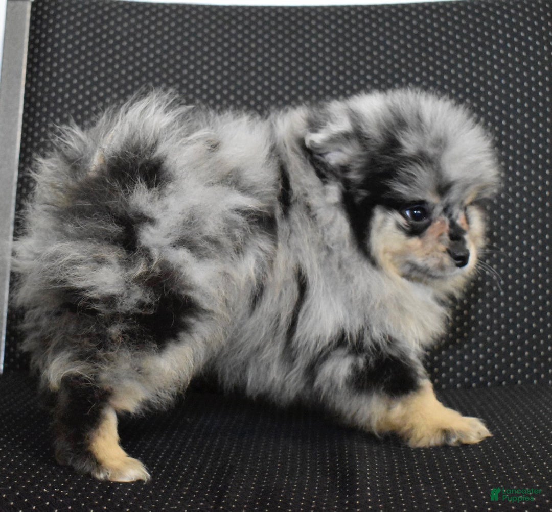 Pomeranian dogs for sale: Luigi blue Merle tan puppy - Ad 2