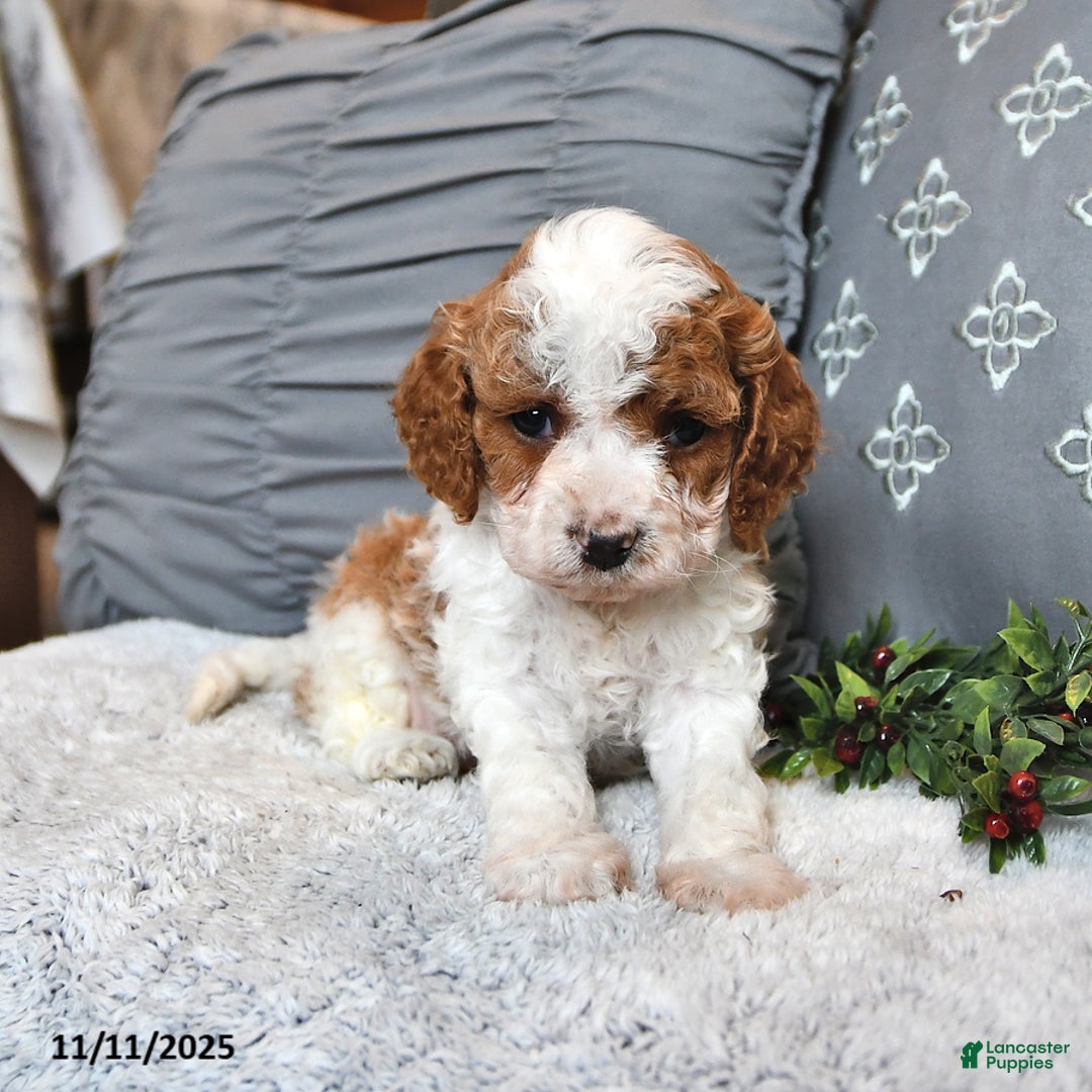Cavachon dogs for sale: Latte - Ad 2