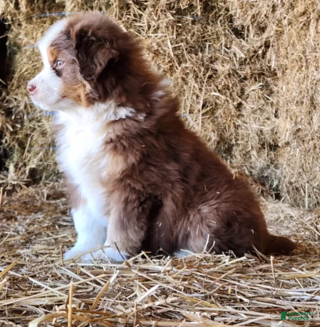 Mixed Breed dogs for sale: Mixed Breed Puppy 1 - Ad 2